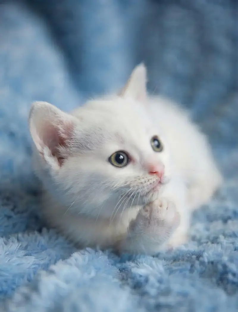 White Persian Kittens Double Coated — photo 2