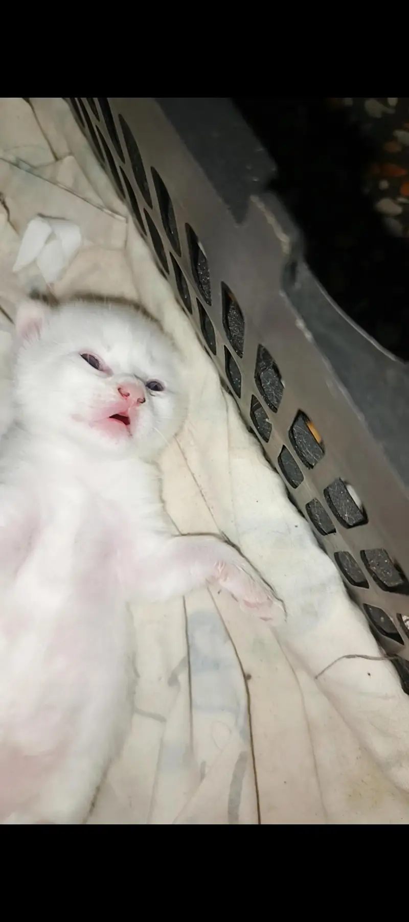 White Persian Kittens Double Coated — photo 3