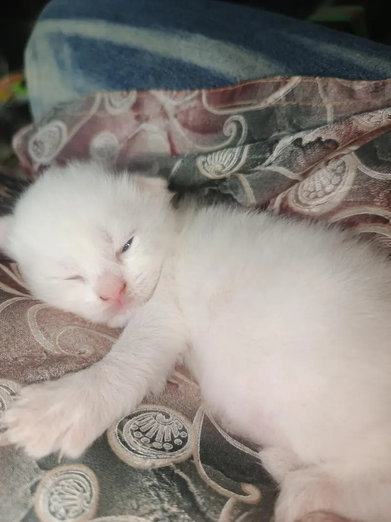 White Persian Kittens Double Coated — photo 4