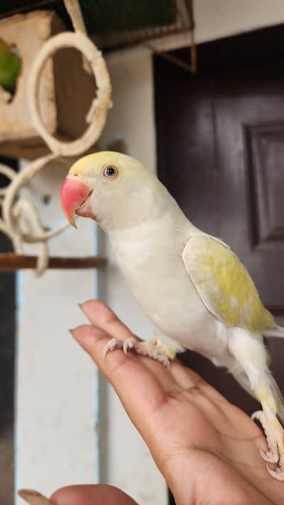 Creamino ringneck