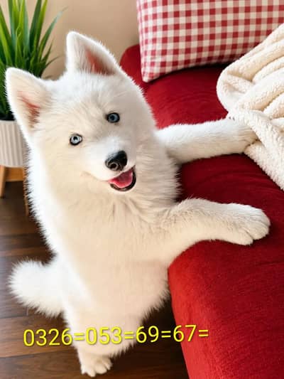 husky puppy dog for sale