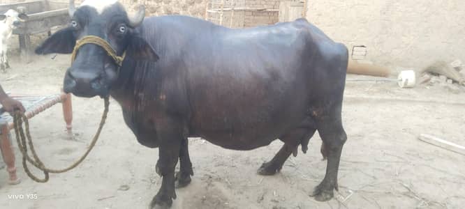 Buffalo ready to calve