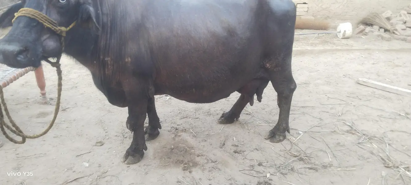 Buffalo ready to calve — photo 2