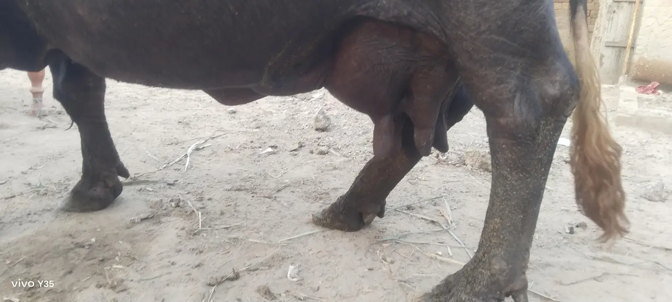 Buffalo ready to calve — photo 4