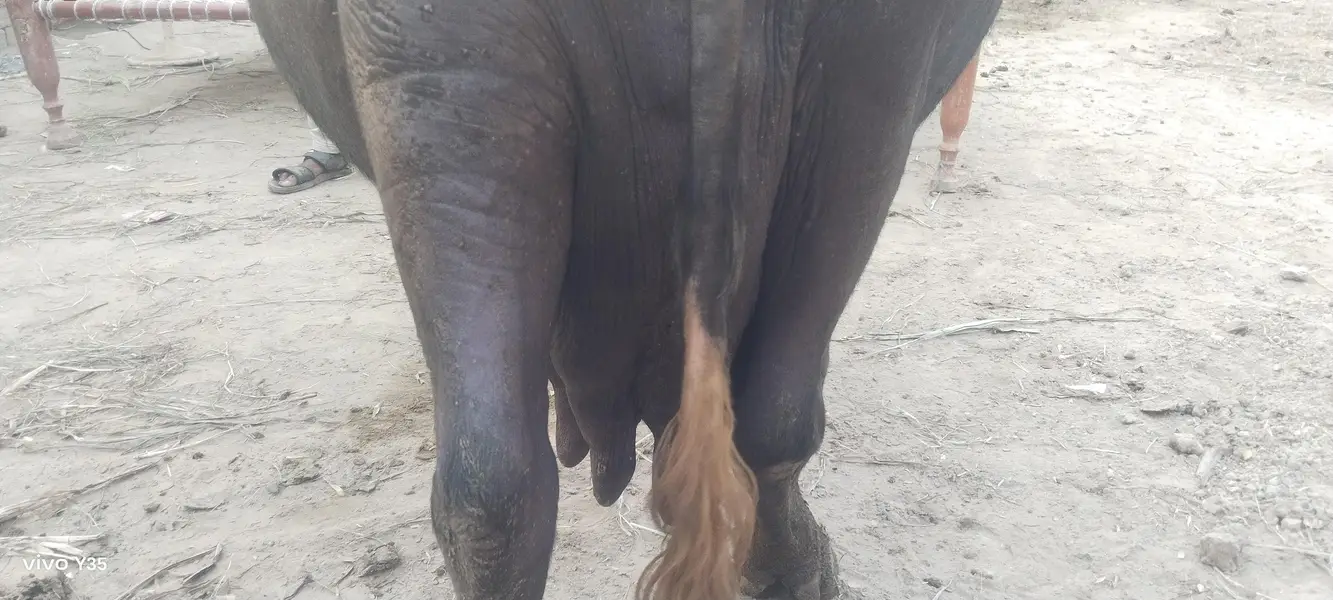 Buffalo ready to calve — photo 5