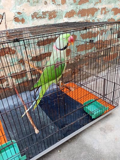 raw parrot all ok friendly healthy full talking