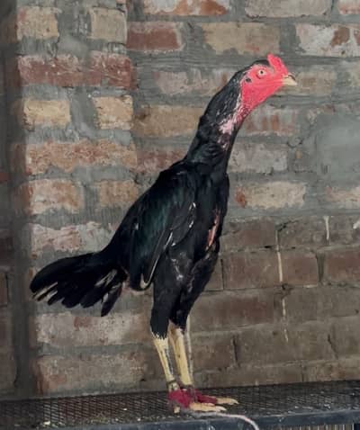 asil long height patta