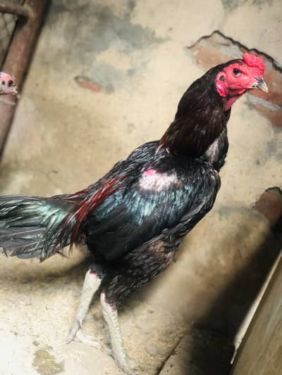 Thai Imported Aseel Rooster - High Quality