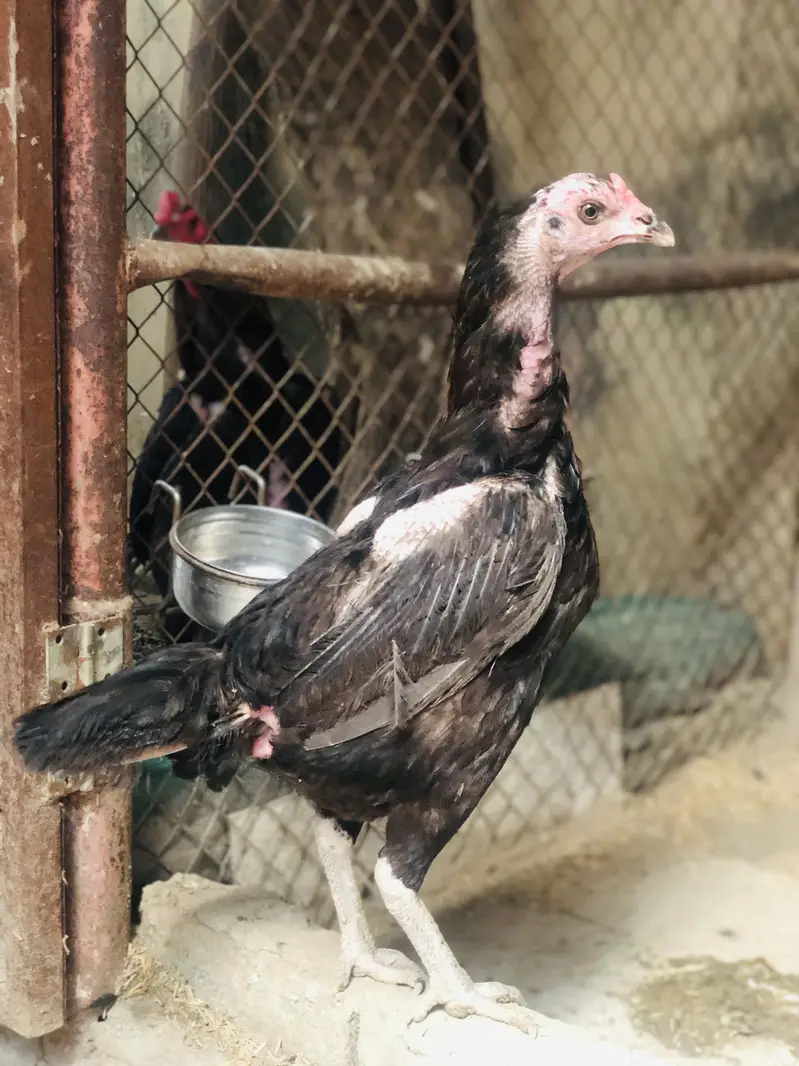 Thai Imported Aseel Rooster - High Quality — photo 2