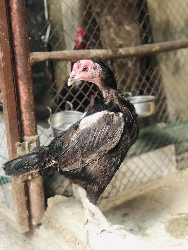Thai Imported Aseel Rooster - High Quality — photo 3
