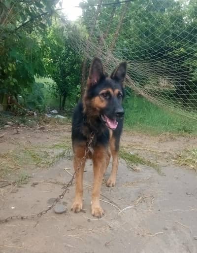 Female German shepherd