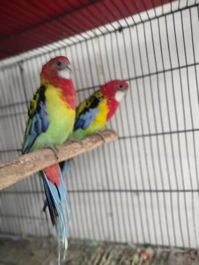 Rosella breeder pair