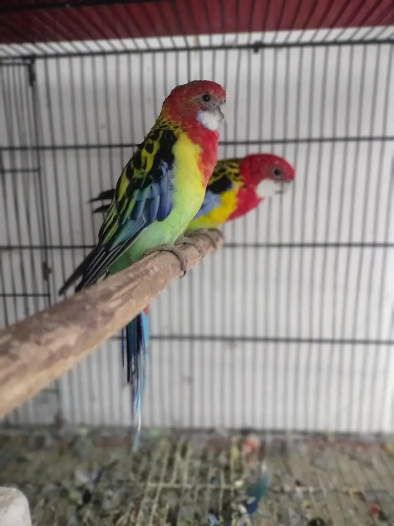 Rosella breeder pair — photo 2