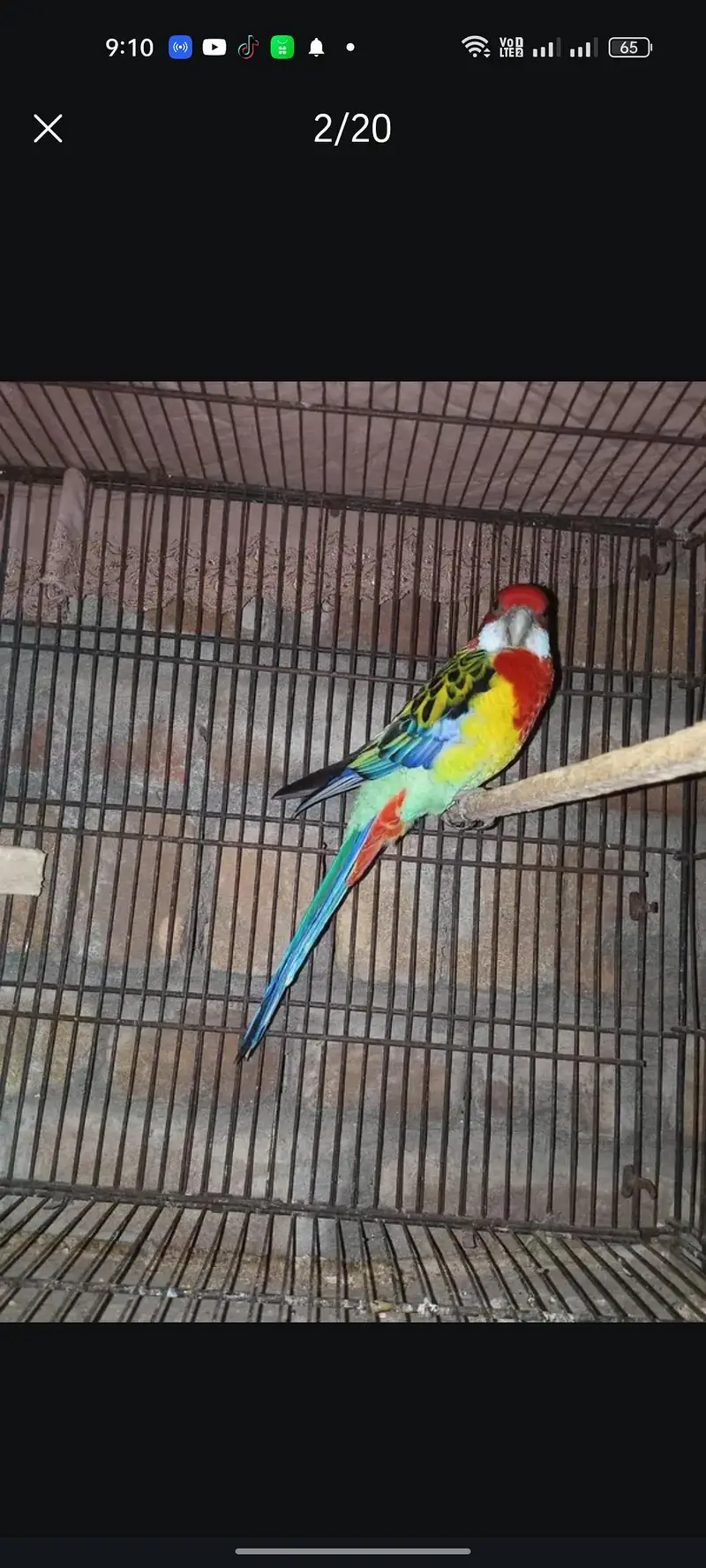 Rosella breeder pair — photo 3