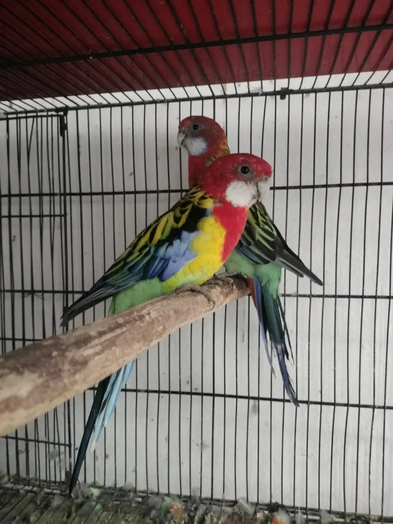 Rosella breeder pair — photo 5