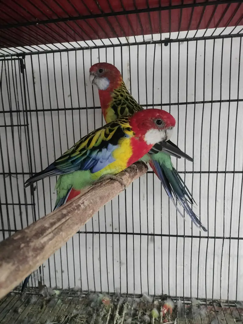 Rosella breeder pair — photo 6