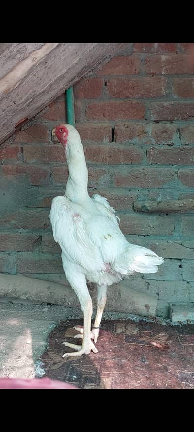 o shamo Female
