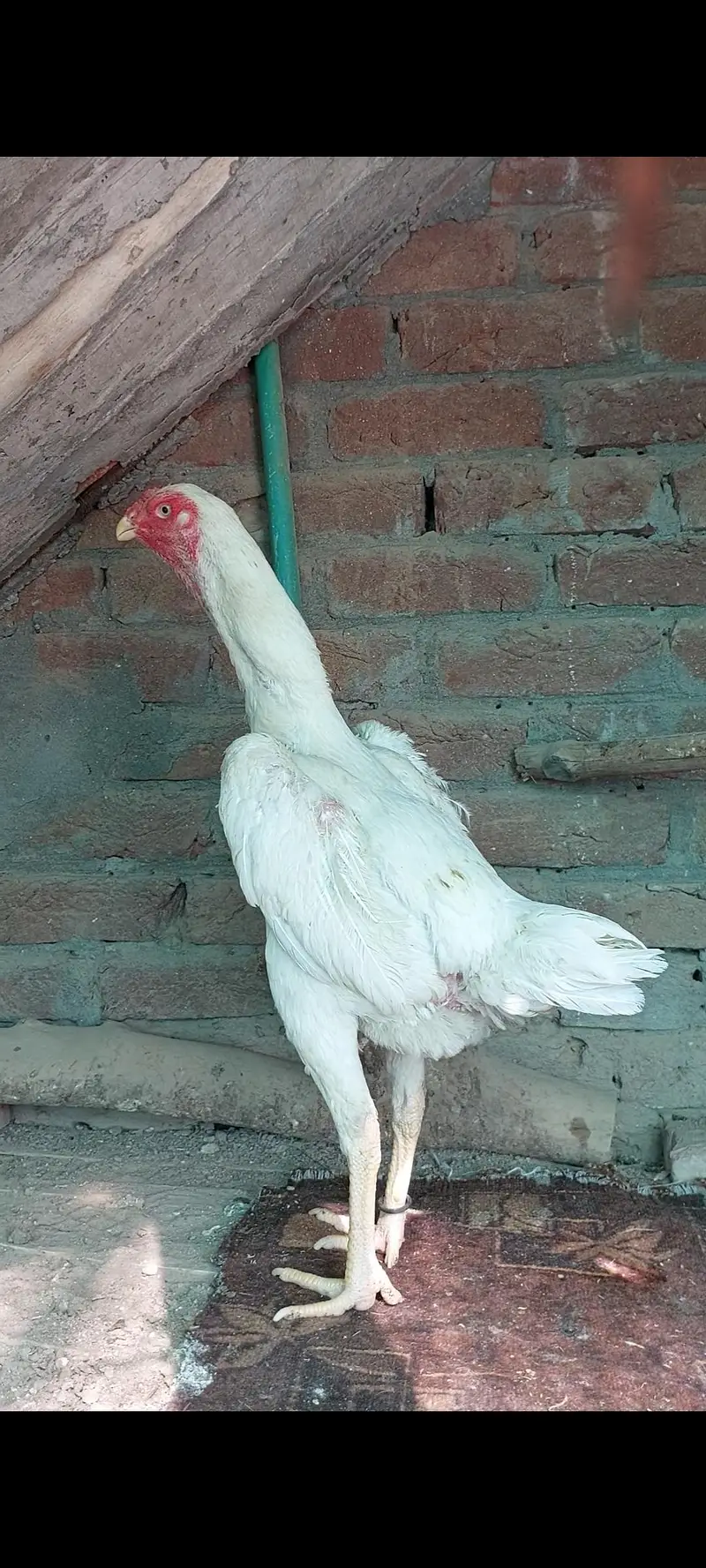 o shamo Female — photo 2