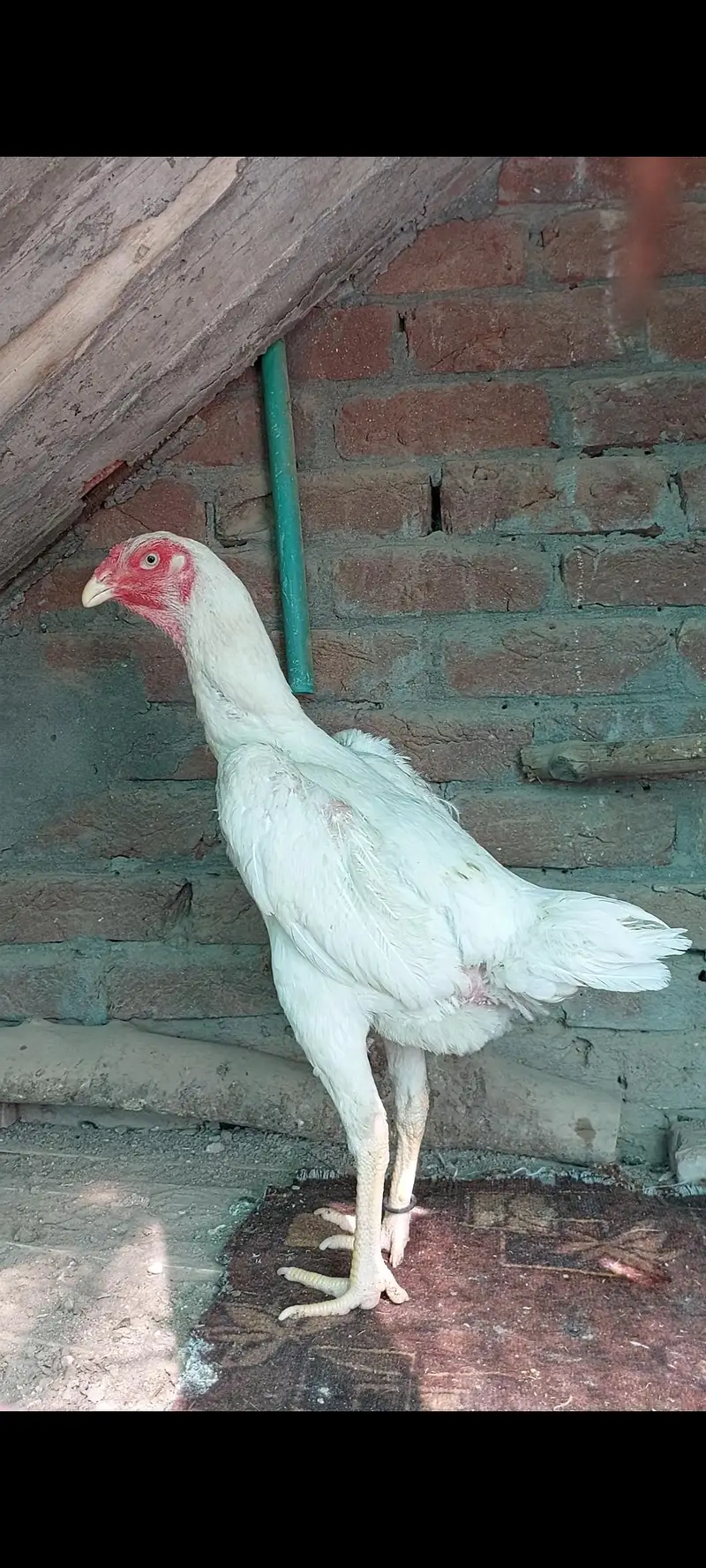 o shamo Female — photo 3