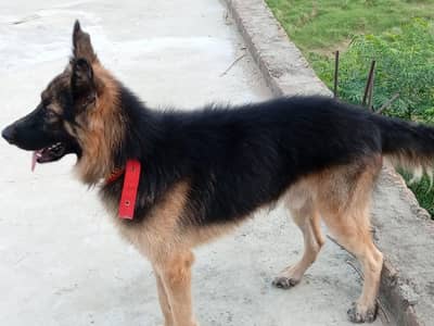 fully active for security . urgent sale