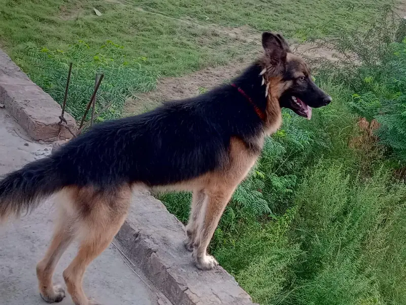 fully active for security . urgent sale — photo 4