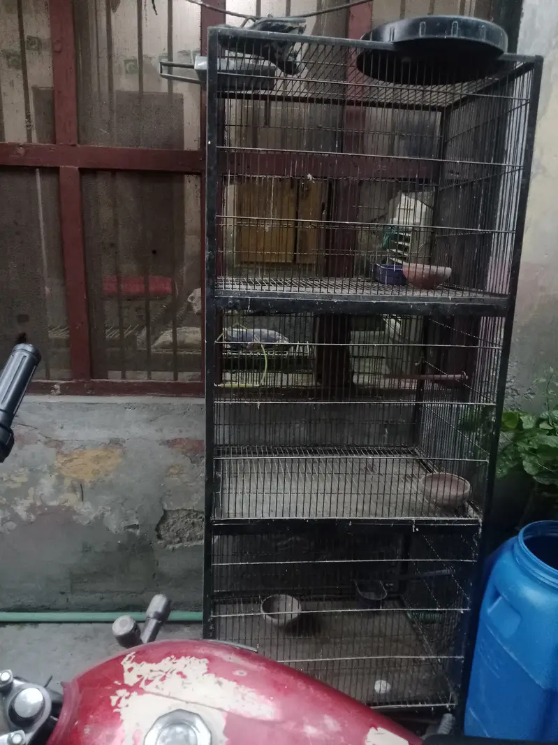 Love Birds Cage — photo 2