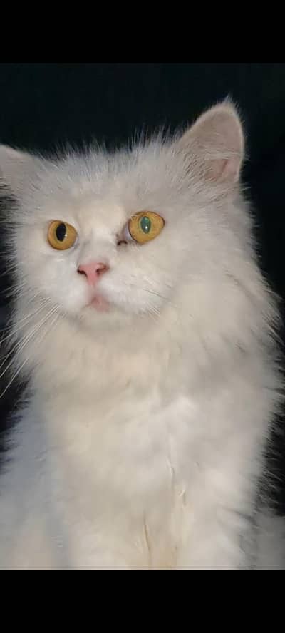 beautiful white color cat contact on WhatsApp 03335768162