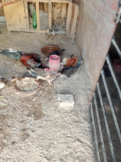 aseel do galiyan murgiyan aur murge for sale