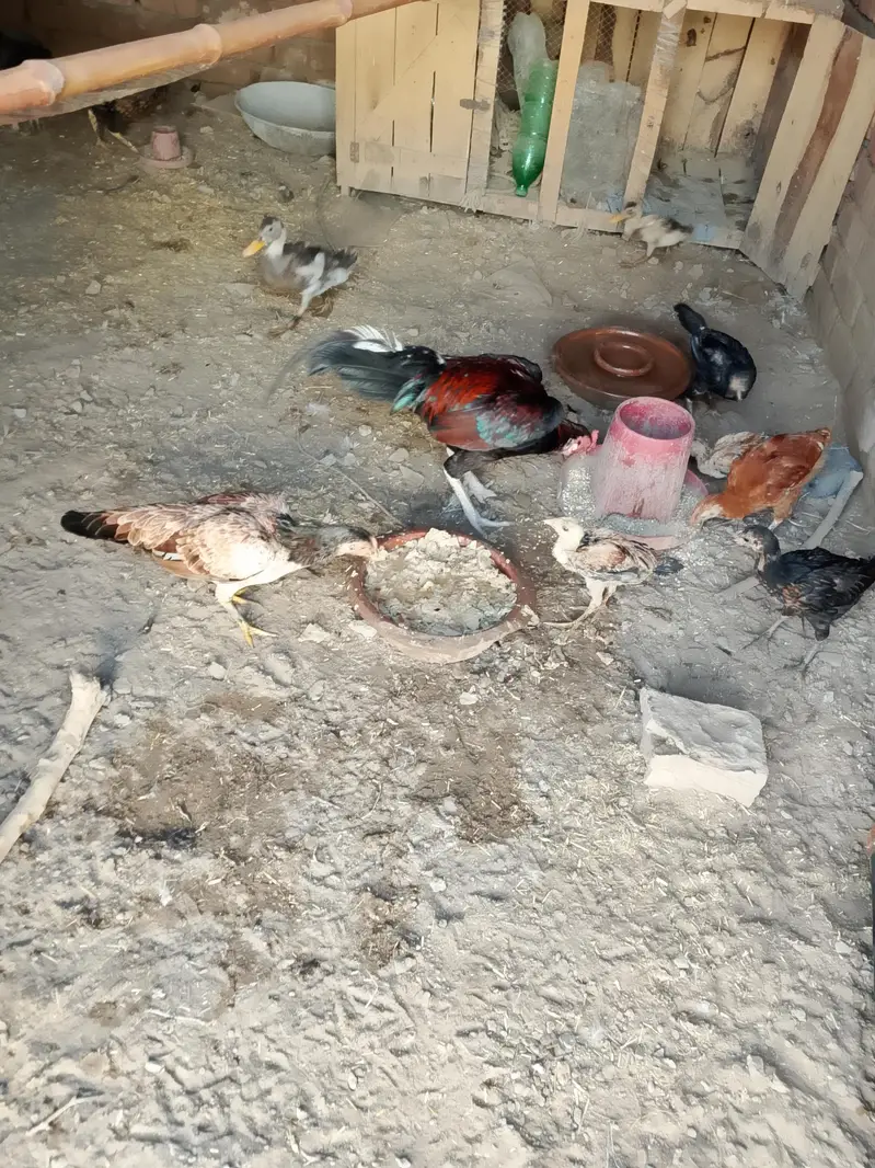 aseel do galiyan murgiyan aur murge for sale — photo 2