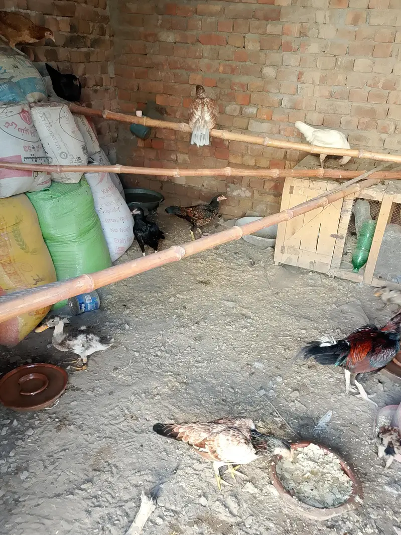 aseel do galiyan murgiyan aur murge for sale — photo 3