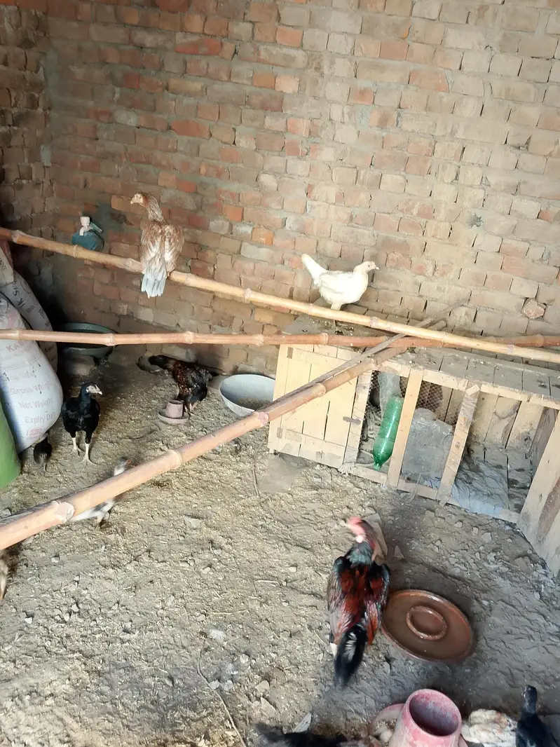 aseel do galiyan murgiyan aur murge for sale — photo 4