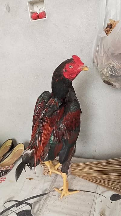 High quality mianwali aseel wattsapp 03344450163
