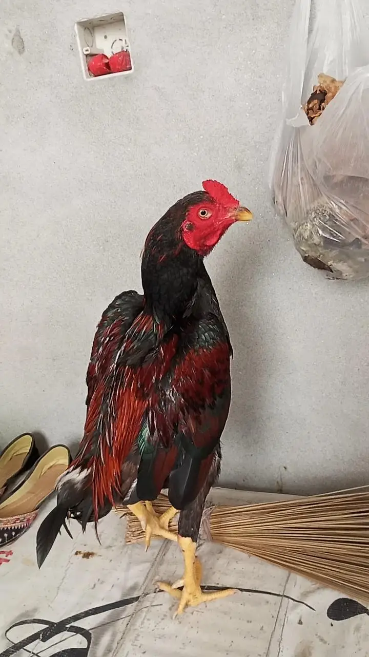 High quality mianwali aseel wattsapp 03344450163 — photo 2