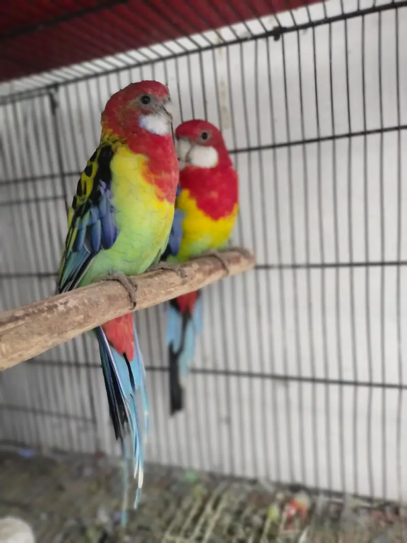 Rosella breeder pair — photo 7