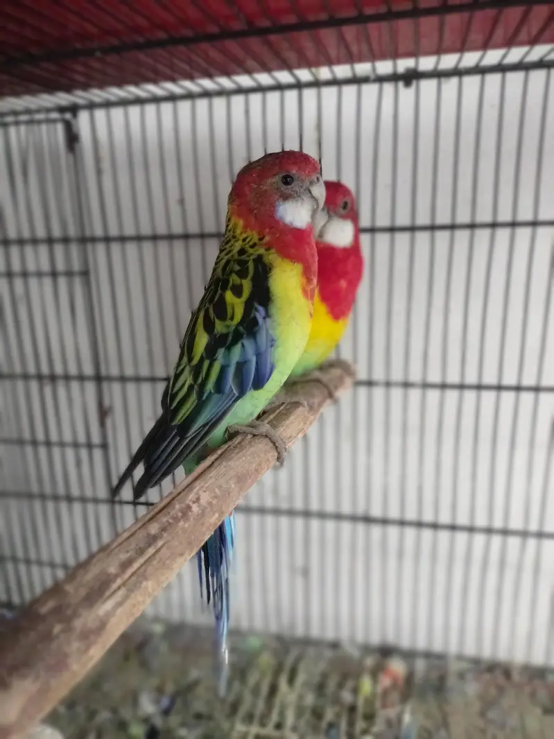 Rosella breeder pair — photo 8