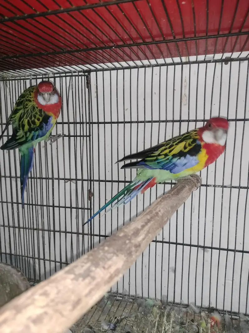 Rosella breeder pair — photo 9