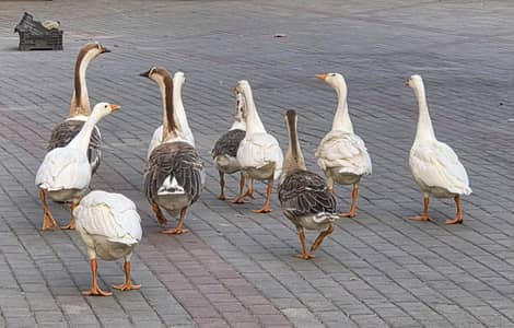 Long neck ducks / Geese