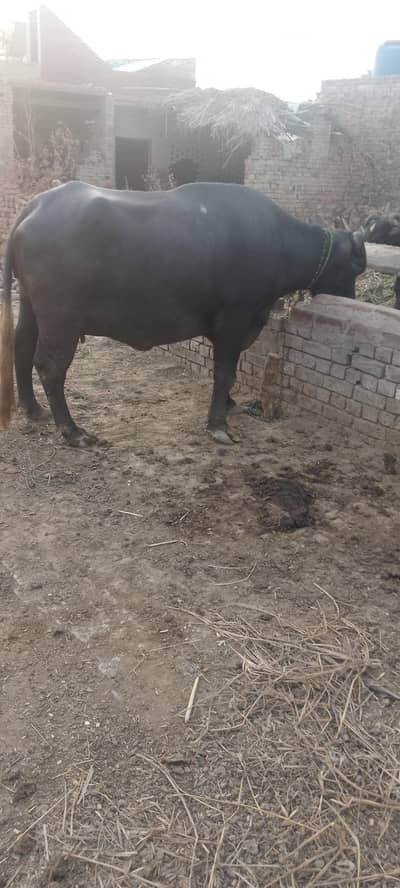 شاندار اور صحت مند بھینس برائے فروخت (1.5 ماہ میں سونے کے لیے تیار)
