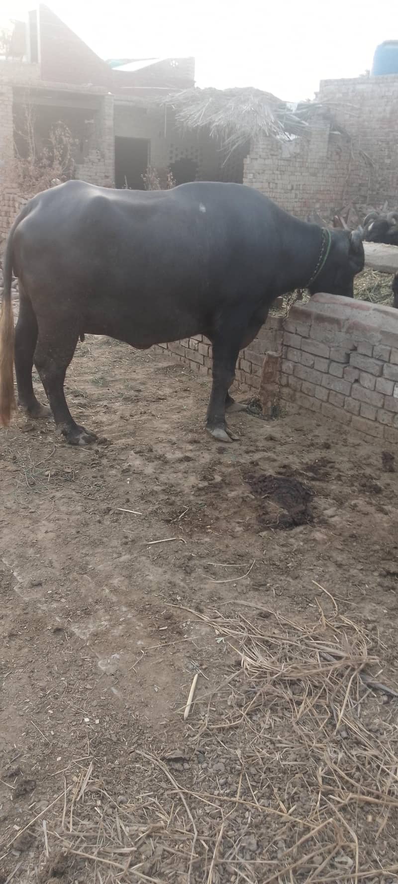 شاندار اور صحت مند بھینس برائے فروخت (1.5 ماہ میں سونے کے لیے تیار) 0