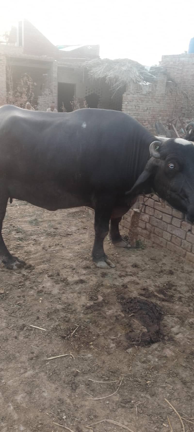 شاندار اور صحت مند بھینس برائے فروخت (1.5 ماہ میں سونے کے لیے تیار) 1