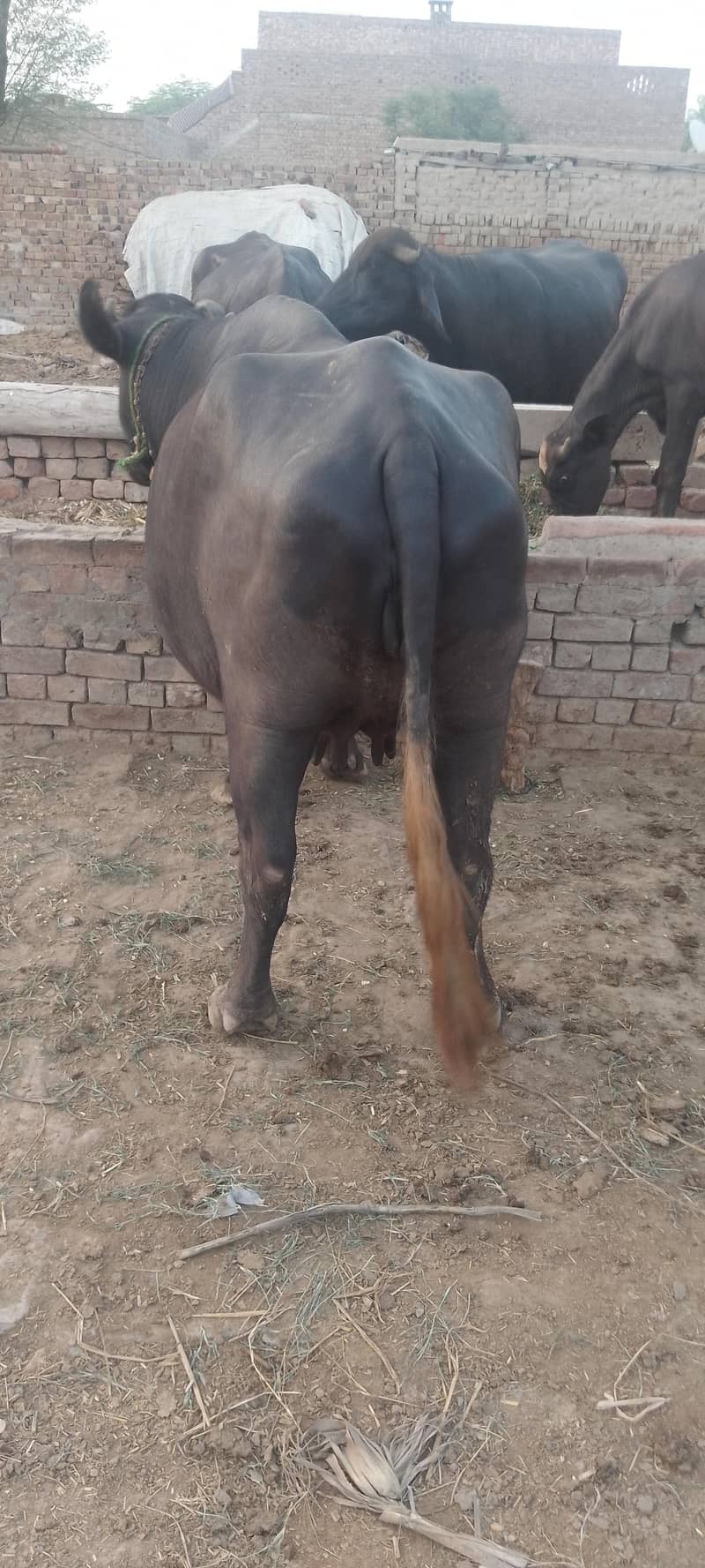 شاندار اور صحت مند بھینس برائے فروخت (1.5 ماہ میں سونے کے لیے تیار) 3