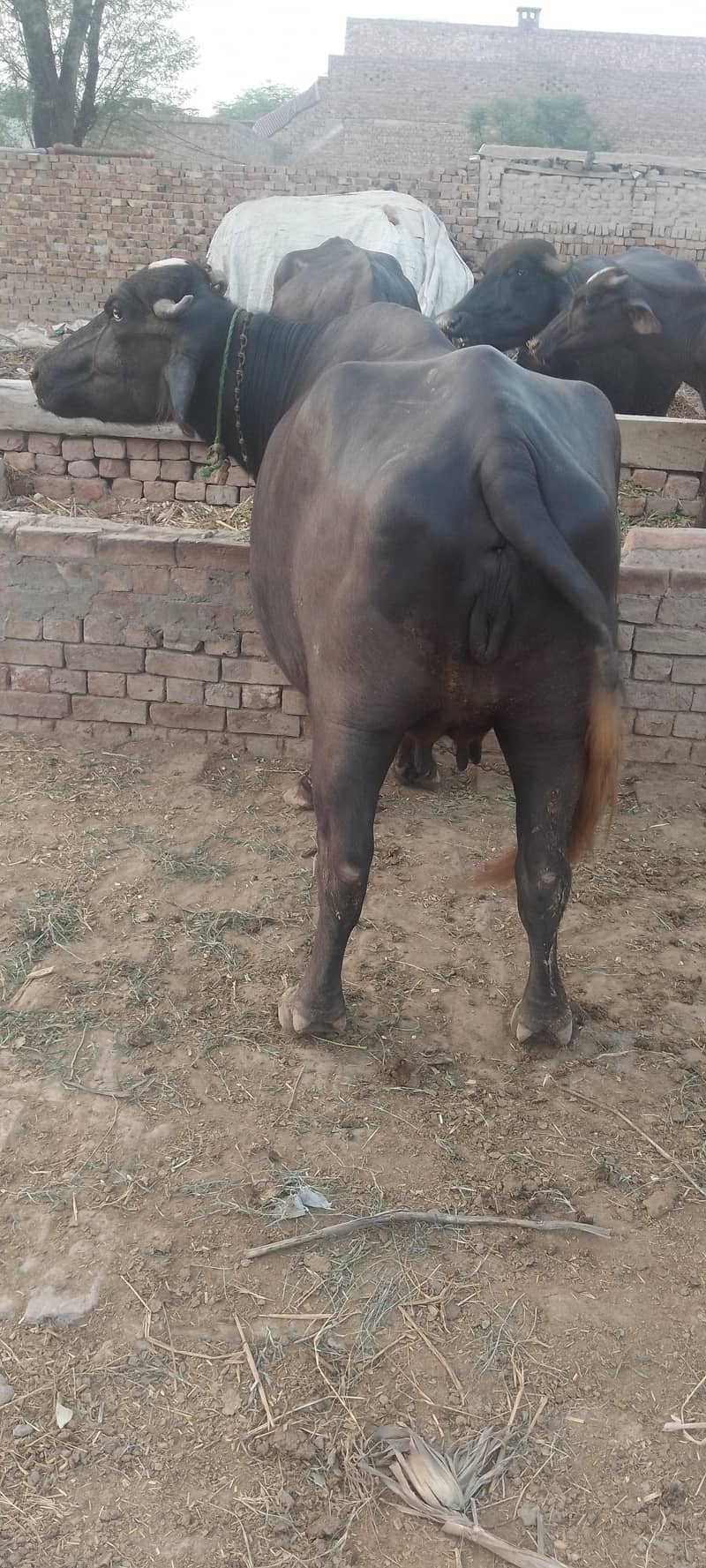 شاندار اور صحت مند بھینس برائے فروخت (1.5 ماہ میں سونے کے لیے تیار) 4