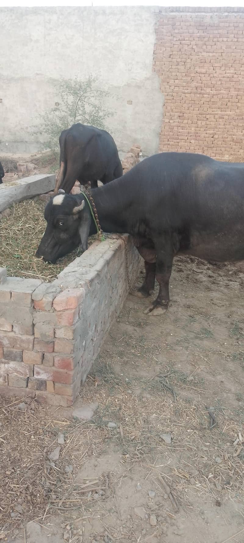 شاندار اور صحت مند بھینس برائے فروخت (1.5 ماہ میں سونے کے لیے تیار) 5