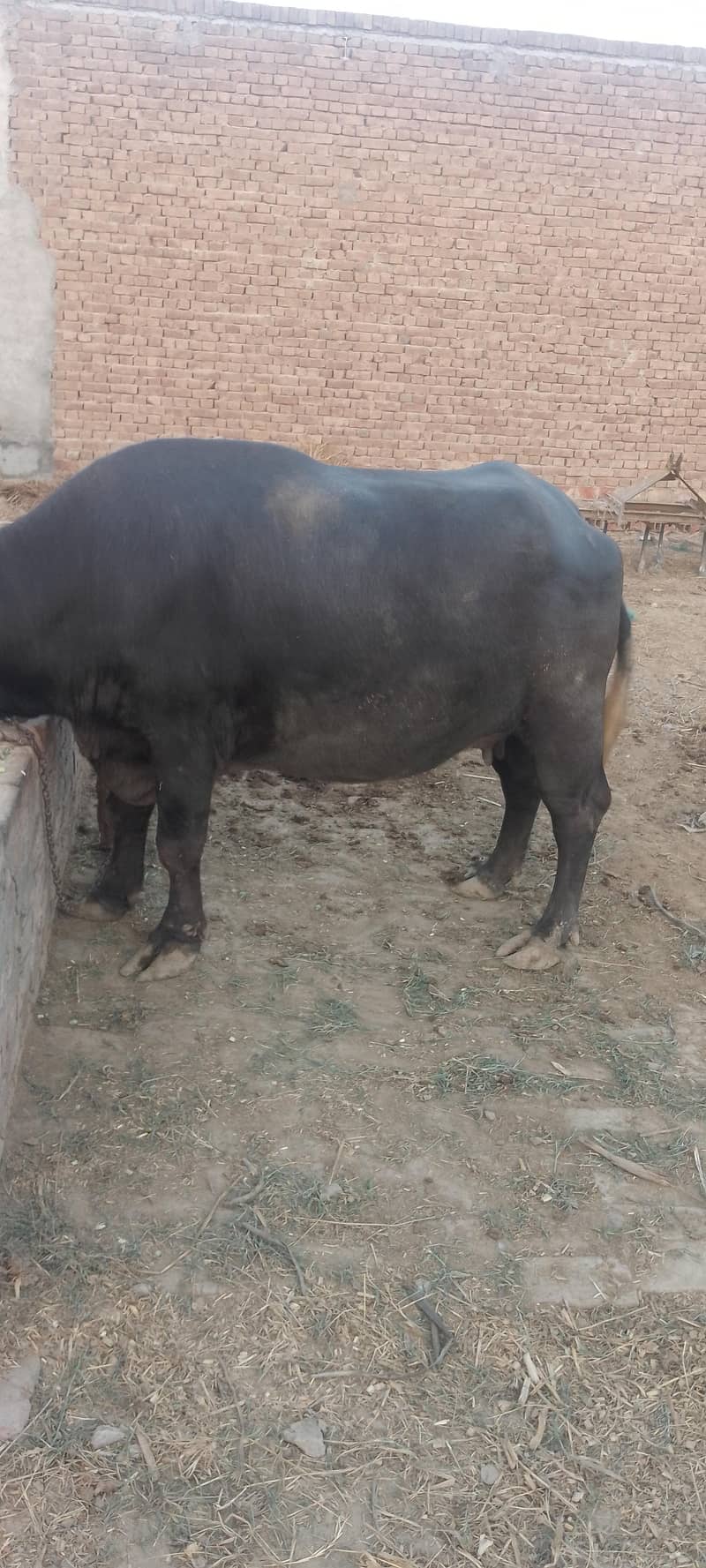 شاندار اور صحت مند بھینس برائے فروخت (1.5 ماہ میں سونے کے لیے تیار) 6