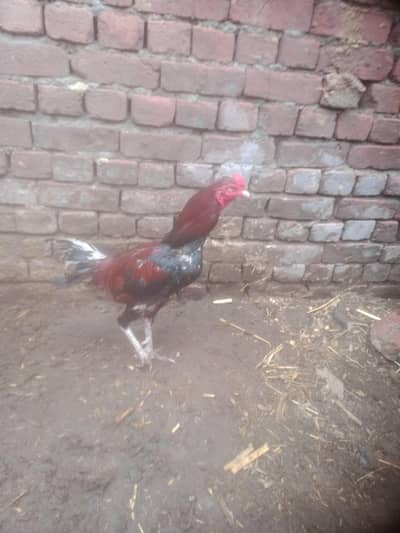 Aseel Mia wali