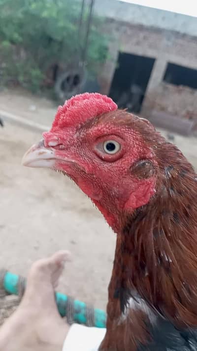High quality permoz aseel old blood wattsapp 03344450163