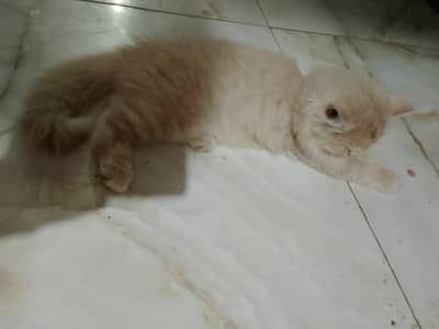 Persian Kittens