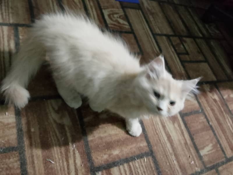 Persian Kittens 1