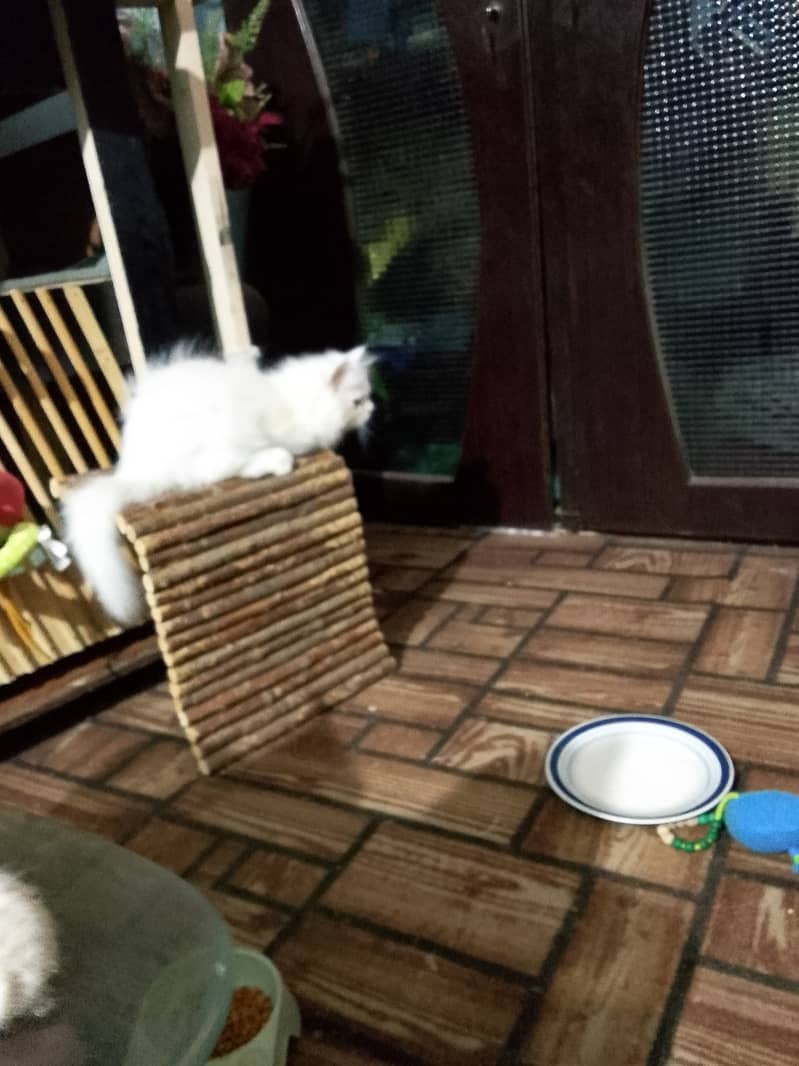 Persian Kittens 2