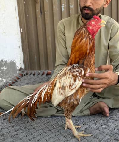 mianwali aseel for sale